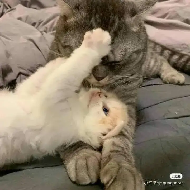 Meme chế mèo gần gũi, cử chỉ nhẹ như mây