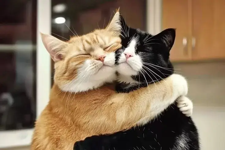 Ảnh meme mèo con ôm nhau trìu mến