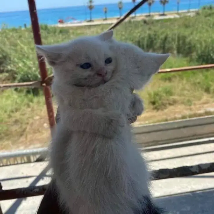 Hình ảnh 2 con mèo ôm nhau ấm áp dễ thương