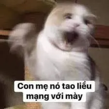 Ảnh meme mèo cãi nhau: nhỏ nhưng biểu cảm thì cực kỳ “to”
