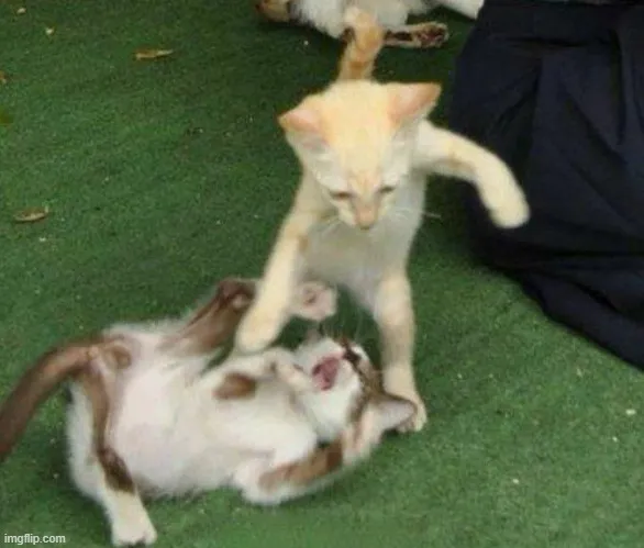 Meme mèo xù lông nhìn gắt mà cưng xỉu