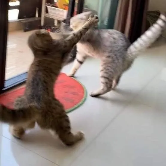 Meme mèo đánh nhau lan truyền khắp mạng xã hội Việt