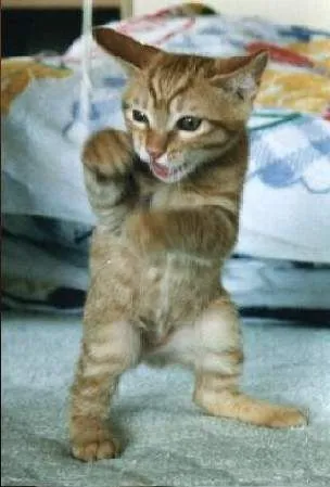 Mèo đánh nhau và nghệ thuật cãi vã đầy drama trên TikTok