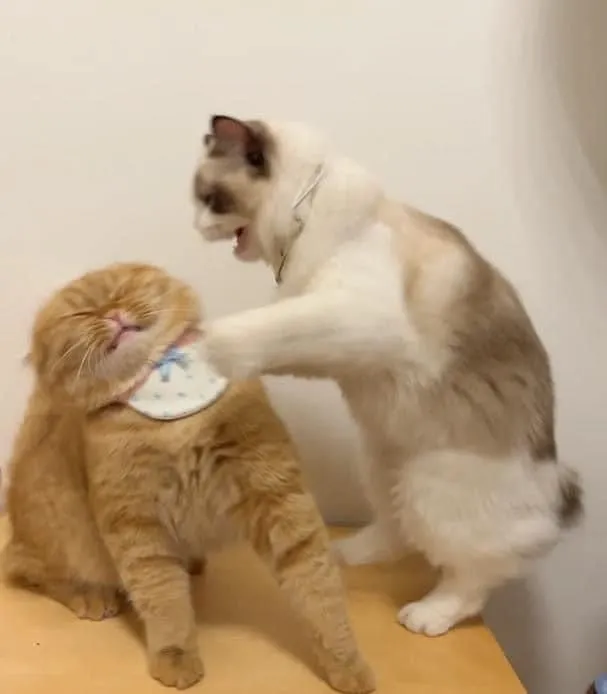 Meme mèo hỗn chiến: biểu cảm đỉnh cao của thế giới loài mèo