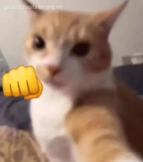 Bộ ảnh mèo troll nhau, nhìn mà nhớ mấy lần cãi bạn thân