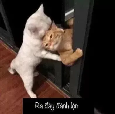 Cặp mèo nổi tiếng mạng vì đánh nhau mà vẫn siêu đáng yêu