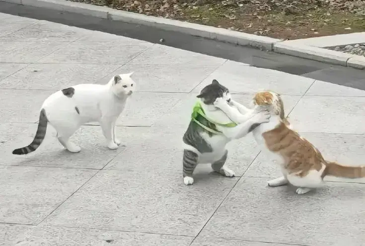 Ảnh hài mèo phản ứng nhanh không kịp trở tay