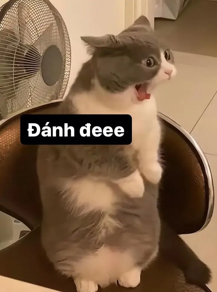 Meme vui mèo biểu cảm phóng đại siêu đỉnh