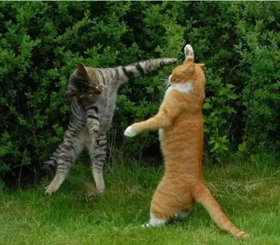 Ảnh chế mèo hòa giải thất bại cực buồn cười