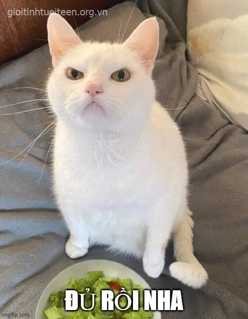 Hình chế mèo giận mang biểu cảm hài nội tâm khó tả