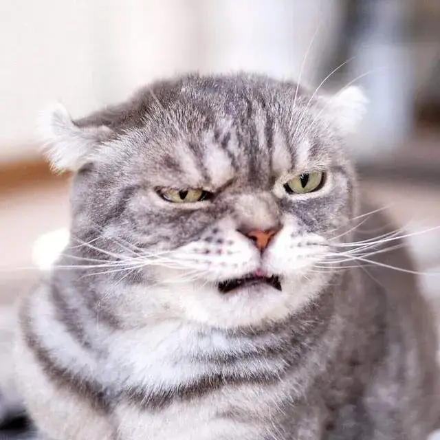 Ảnh chế mèo lông xù liếc khinh người quay