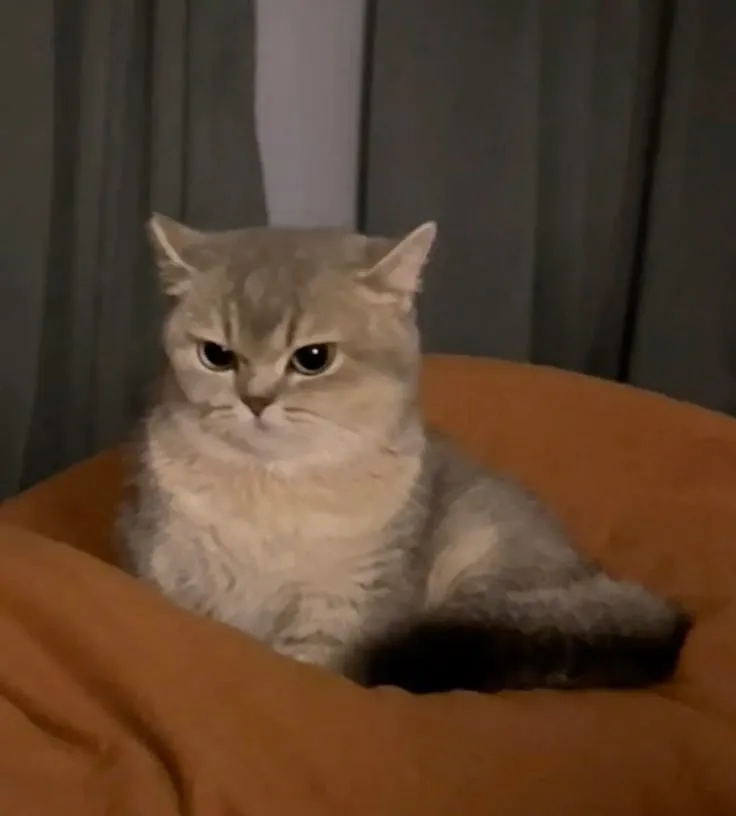 Meme mèo khó chịu trend TikTok khiến dân mạng cười xỉu