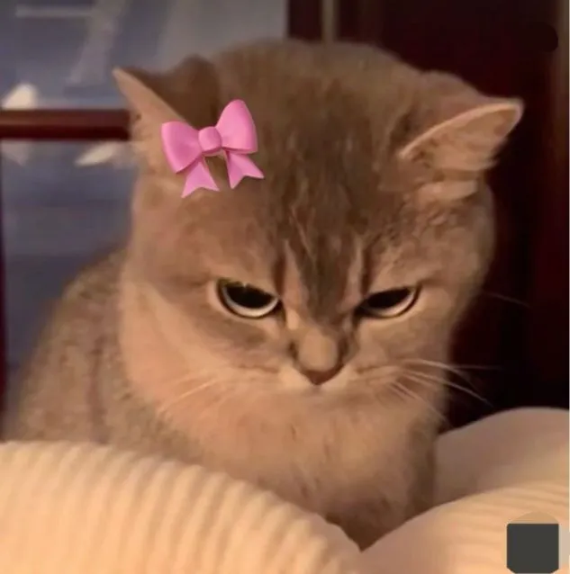 Meme mèo giận dỗi gây sốt mạng xã hội với caption cực chất