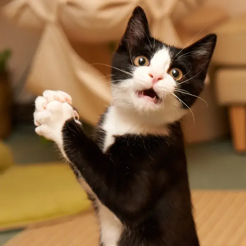 Meme chế mèo đen há hốc miệng kiểu hú hồn.