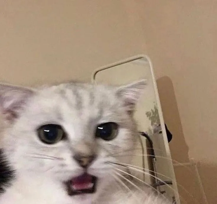 Ảnh vui mèo cosplay remix caption lời bài hát.