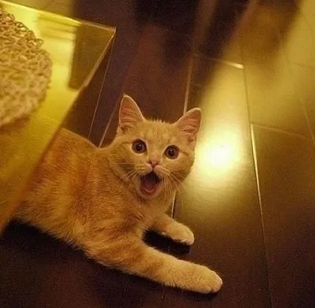 Ảnh chế mèo selfie vibe phòng ngủ siêu đời.