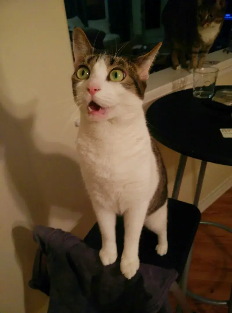 Meme hài mèo đáng yêu nhưng shock toàn phần.