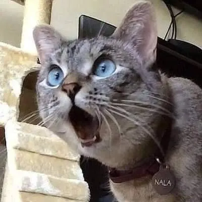 Meme hài mèo mướp phản ứng drama tình yêu.