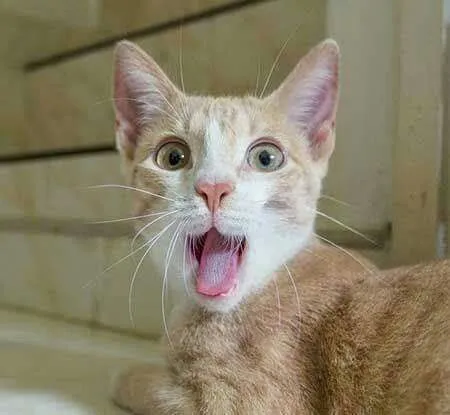 Ảnh hài mèo trắng kiểu quay xe cảm xúc cực mạnh.