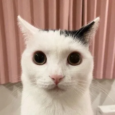 Hình mèo ngơ ngác kinh ngạc khi bị bất ngờ chơi khăm.