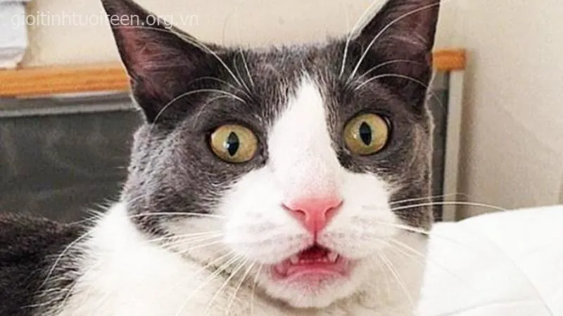 Hình troll mèo đáng yêu nhưng bất ngờ cực đại.