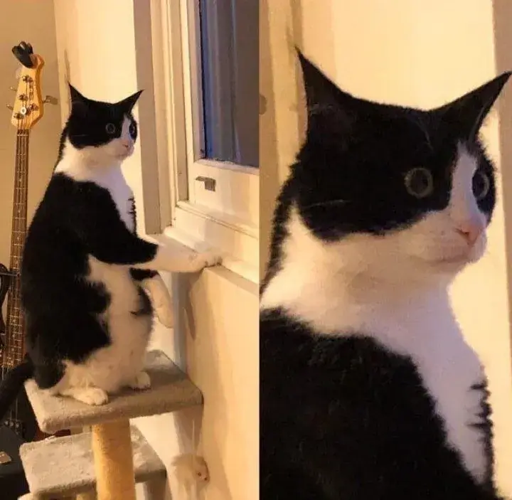 Mèo bất ngờ ánh mắt sáng rực, gương mặt méo mó