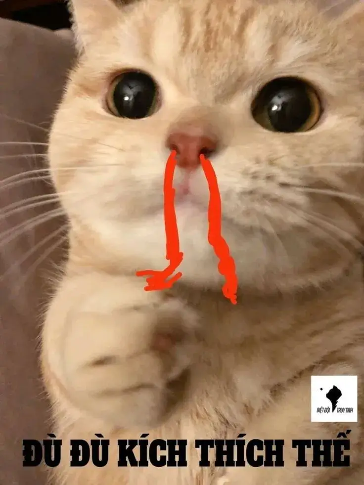 Gương mặt mèo tròn xoe tạo trend ảnh chế mới cực đáng yêu