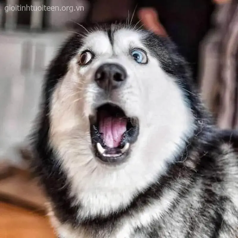 Biểu cảm bất ngờ của chó Husky gương mặt quê độ buồn