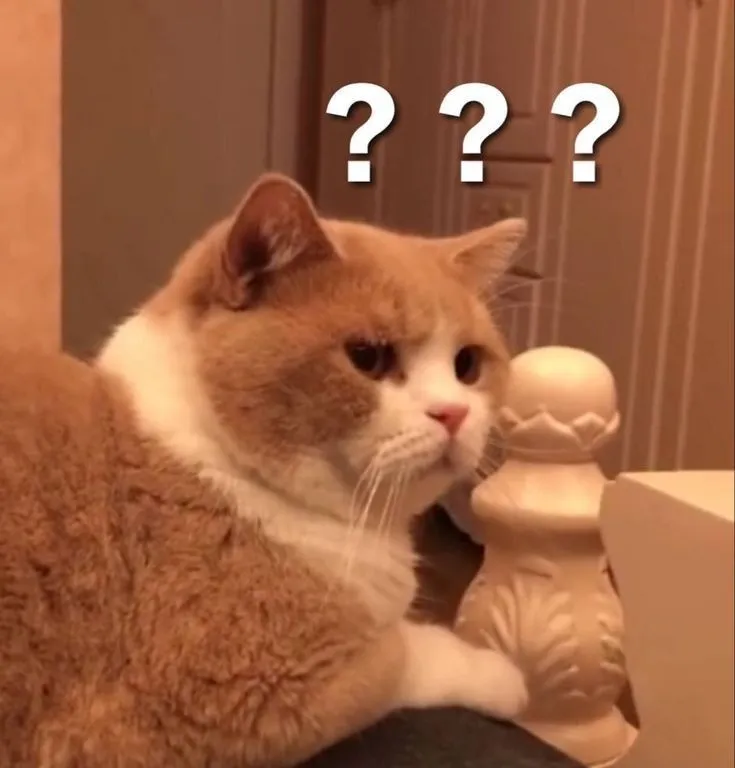 Mèo giật mình dáng nhảy dựng, gương mặt troll bá đạo