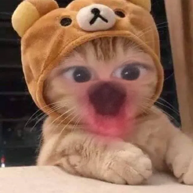 Gặp lại meme mèo mắt tròn há miệng từng gây bão TikTok