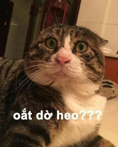 Meme mèo bất ngờ: biểu tượng hài hước của Gen Z Việt
