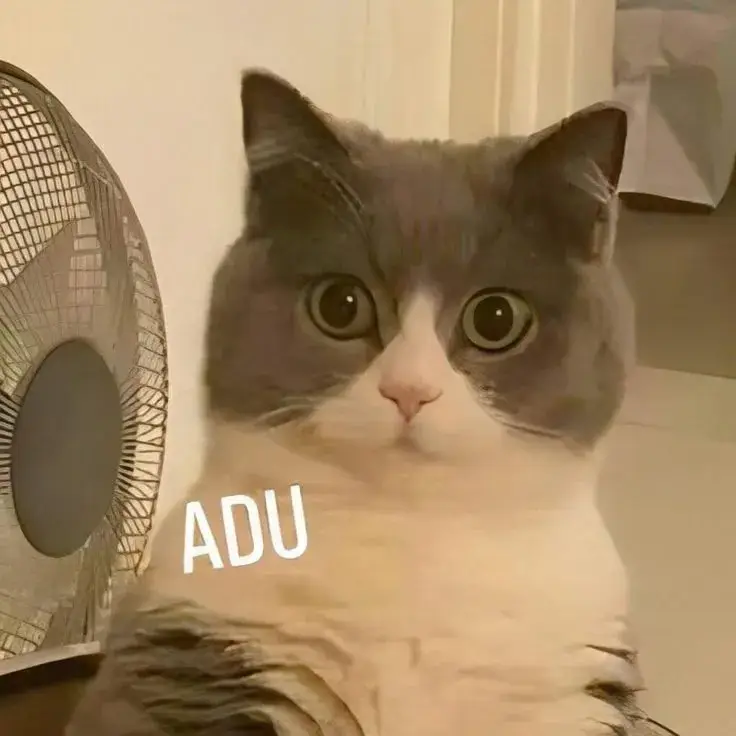 60+ Meme Mèo Bất Ngờ, Ngạc Nhiên tròn xoe mắt cứng đơ người há hốc mồm