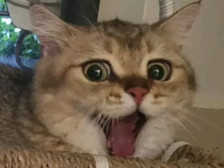 Mèo ngơ ngác ánh mắt lạc lõng, gương mặt buồn cười