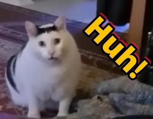 Mèo sốc ánh mắt sáng rực, gương mặt quê độ