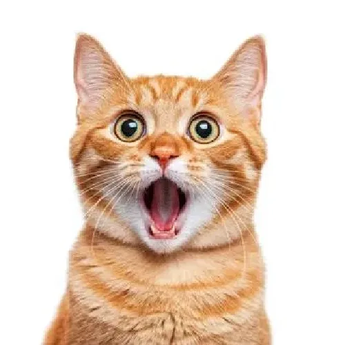 Mèo giật mình ôm đầu, dáng người cực buồn cười