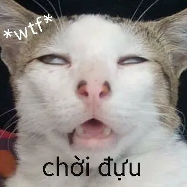 Hình ảnh choáng váng mèo há mồm cực kỳ buồn cười