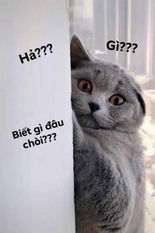Meme vui mèo mướp há hốc miệng cực ngộ
