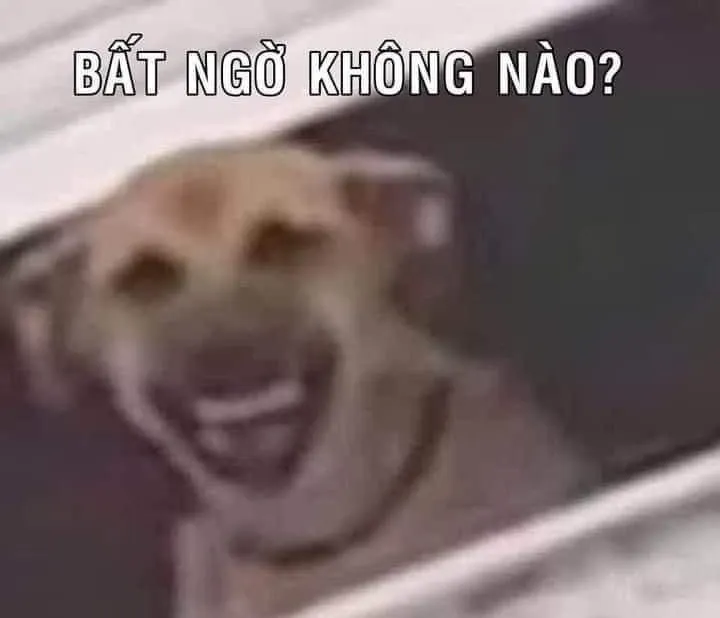 Chó ngơ ngác gương mặt lạc lõng, dáng ngồi thẫn thờ