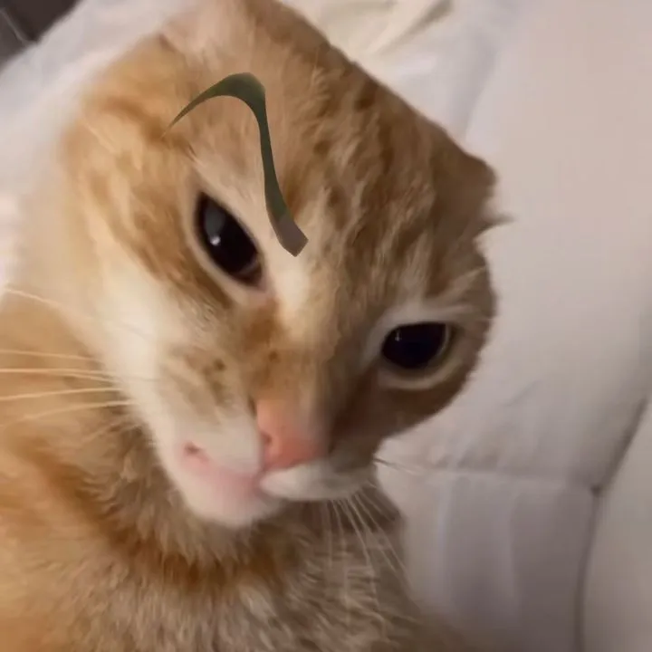 Mèo sốc ánh mắt vô hồn, gương mặt ngạc nhiên