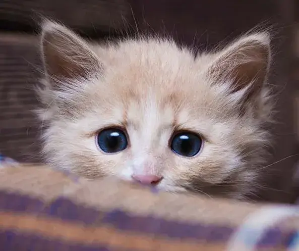 Khoảnh khắc mèo hốt hoảng, biểu cảm chân thật đến mức khó tin