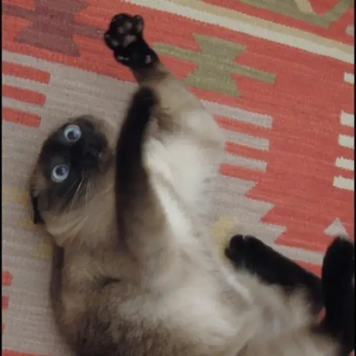 Khi biểu cảm mèo sợ hãi nói hộ bao cảm xúc người xem