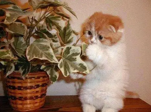 Meme mèo hoảng hốt với biểu cảm sợ hãi cực kỳ chân thực