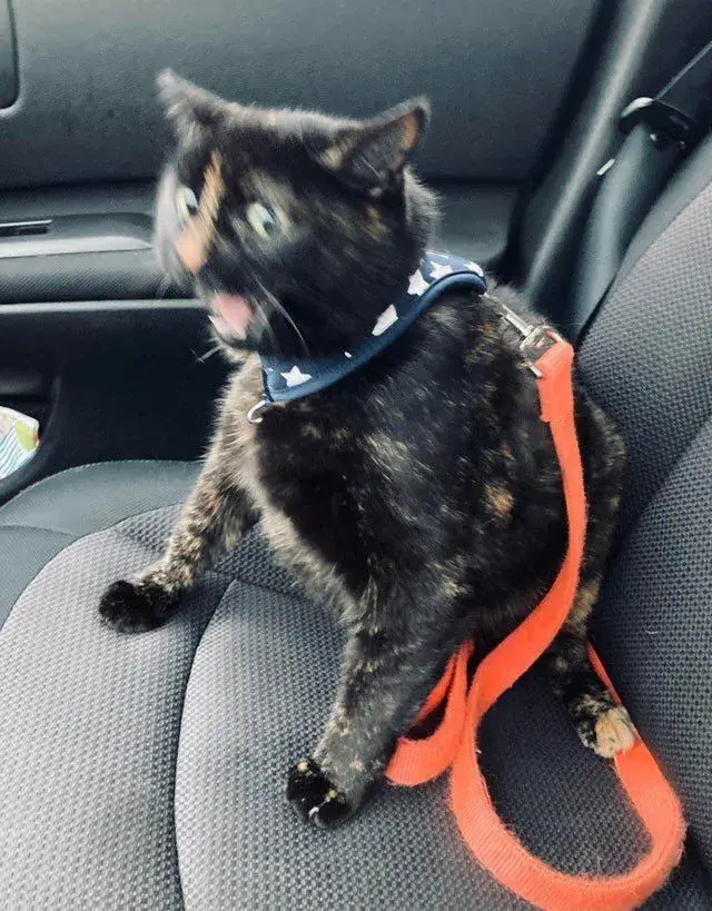 Mèo hoảng hốt trước tiếng động nhỏ, góc chụp “kinh điển” khiến ai cũng cười