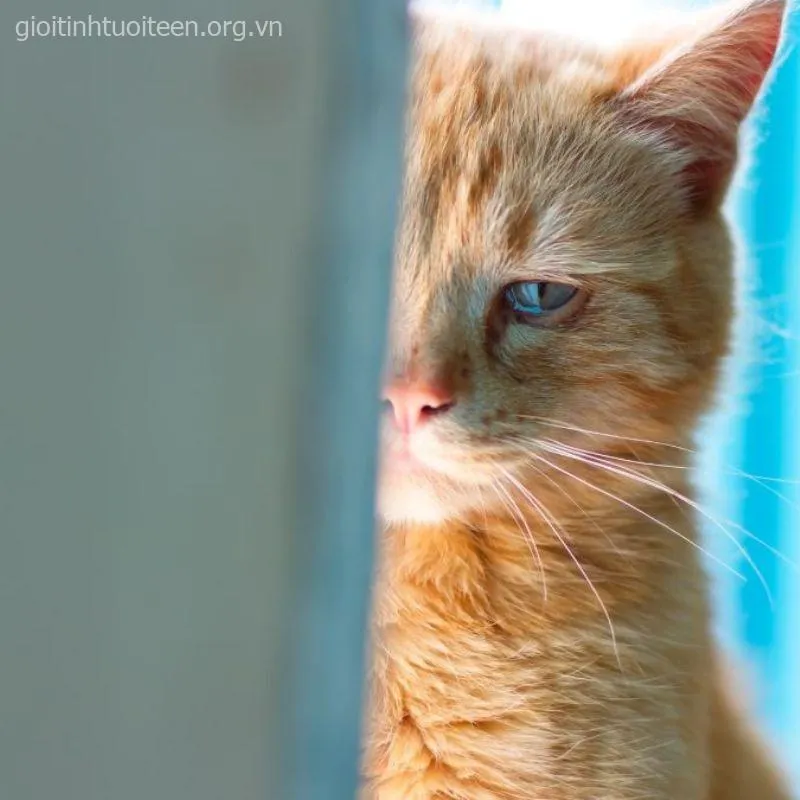 Hình troll mèo phồng má buồn cực đáng yêu