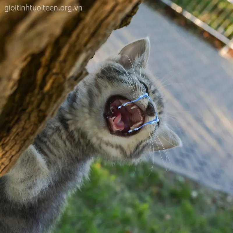 Ảnh chế mèo khóc nhìn như đang xin lỗi