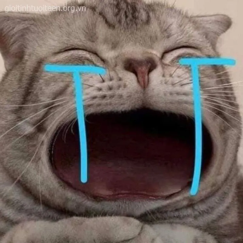 Meme cảm xúc mèo đỏ mắt nhìn xa xăm