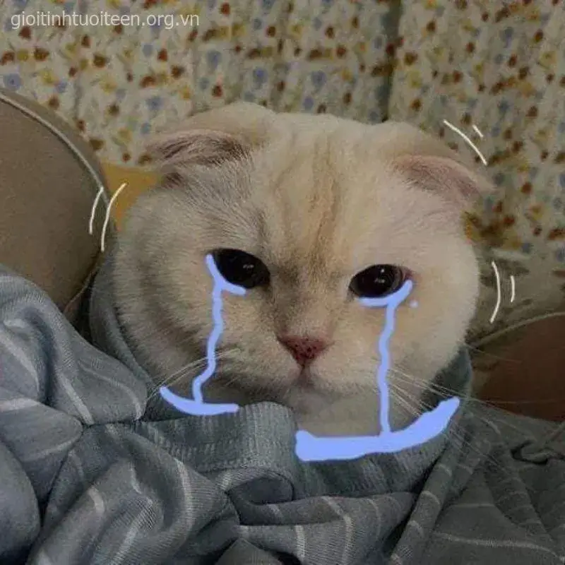 Meme hài mèo thút thít khiến dân mạng phát sốt