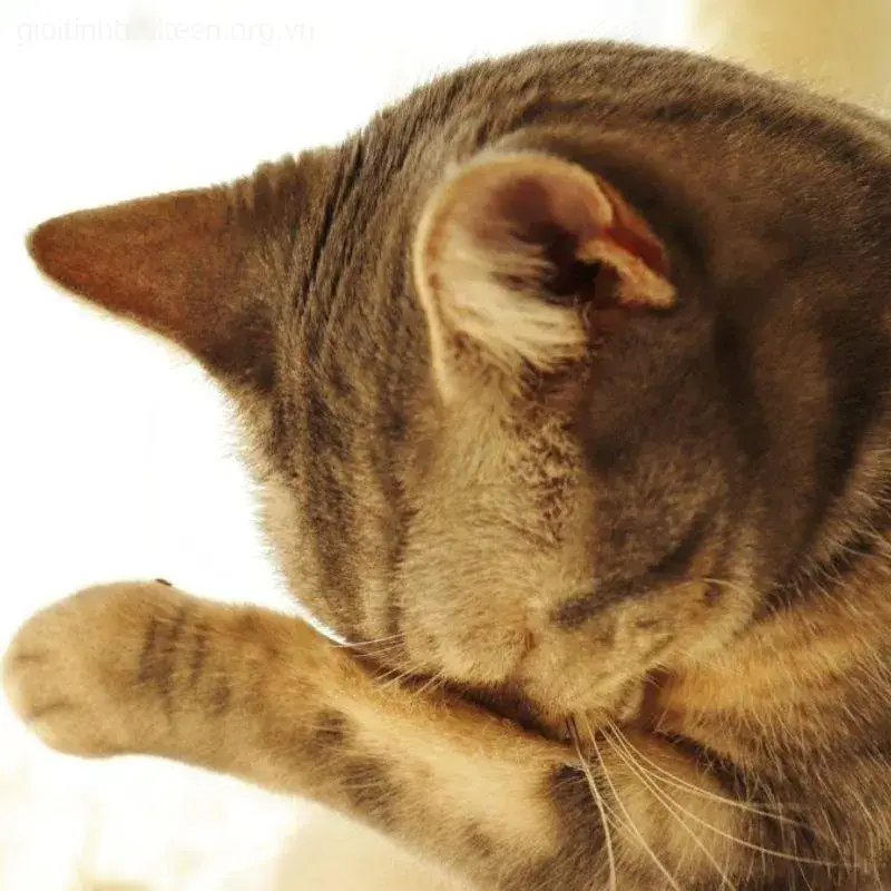 Hình troll mèo khóc nhưng caption lại cười xỉu