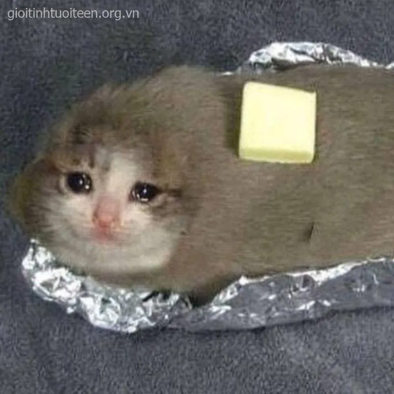 Ảnh chế vui mèo khóc “giả trân” cực hài