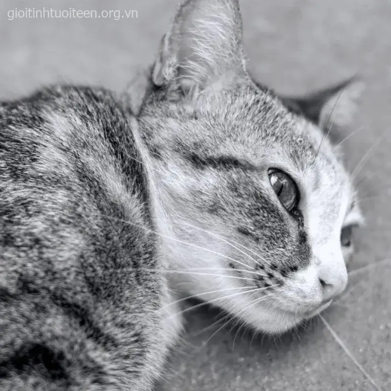 Meme vui mèo đau lòng pha trò cực duyên